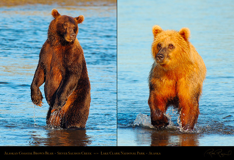 Alaskan_Coastal_Brown_Bear_XL