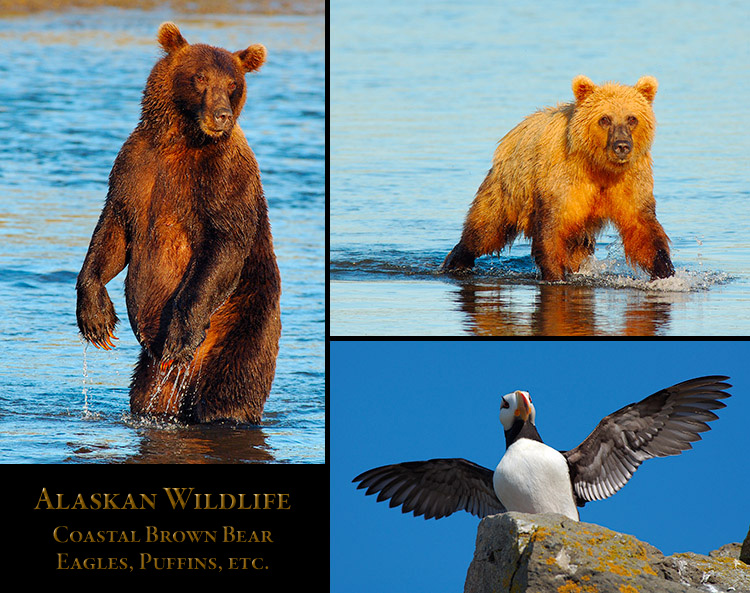 Alaskan_Wildlife