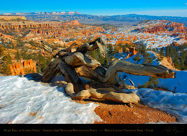Bryce_Canyon_Dead_Tree_at_Sunrise_Point_5315