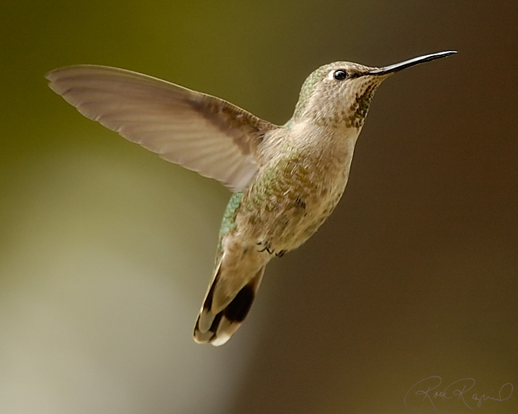 Annas_HummerFemale_1209c