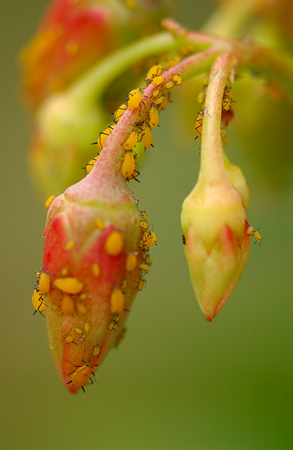 Aphids_7617