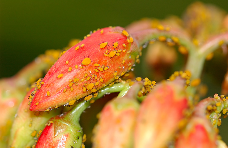 Aphids_7643