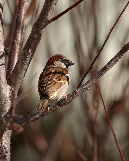 SparrowMale_9233