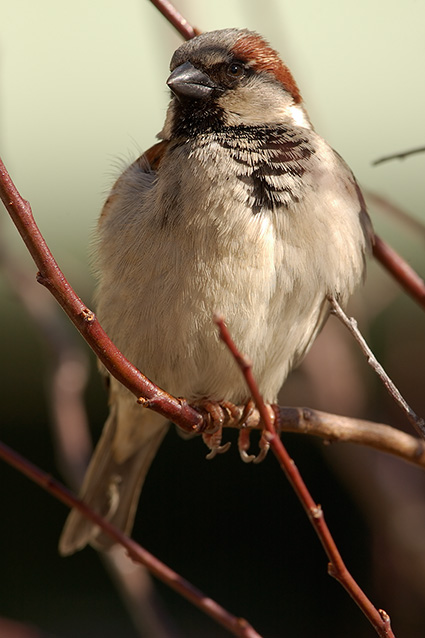 SparrowMale_9254