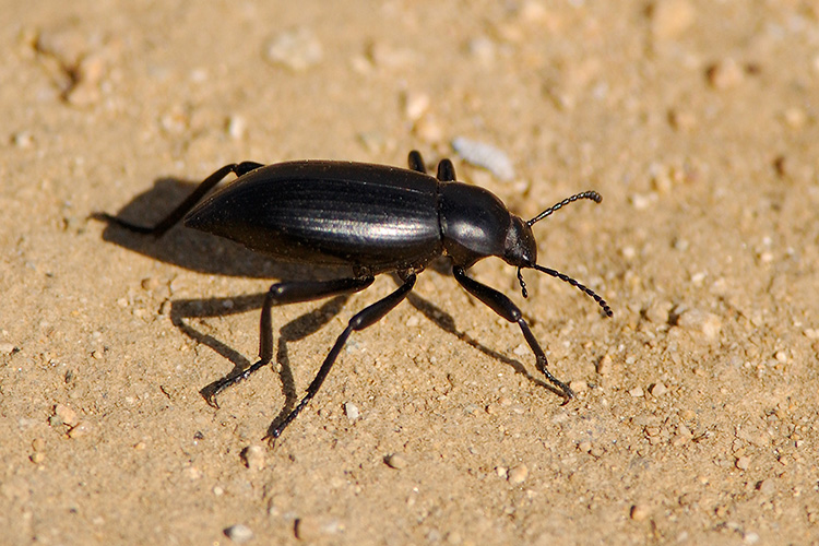 Black_Ground_Beetle_3784c
