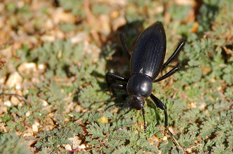 Black_Ground_Beetle_3785