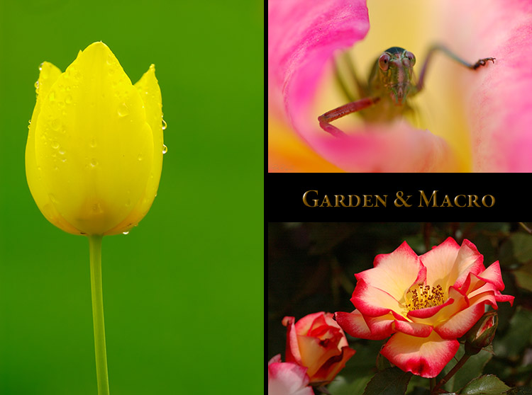 Garden&Macro