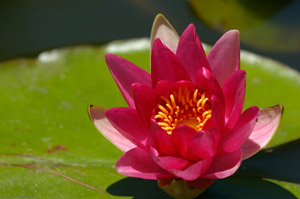 WaterLily_6927