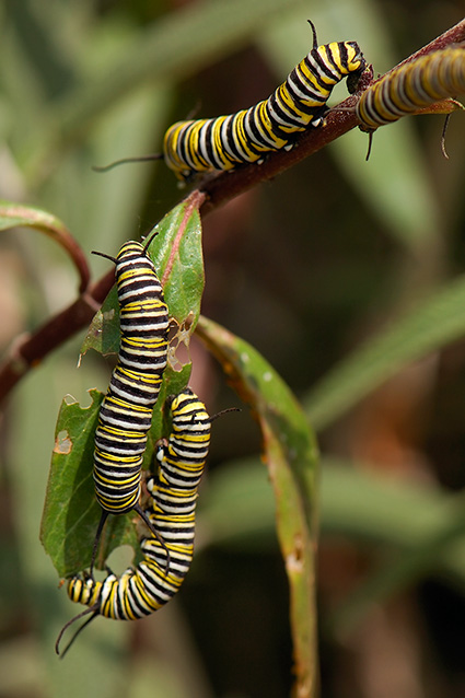 MonarchCaterpillars_HS4324c