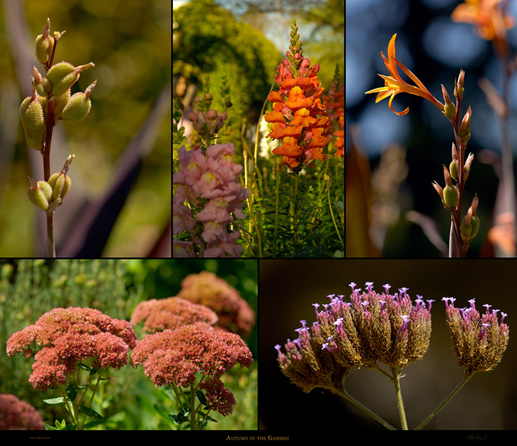 Autumn_in_theGarden Autumn_in_theGarden