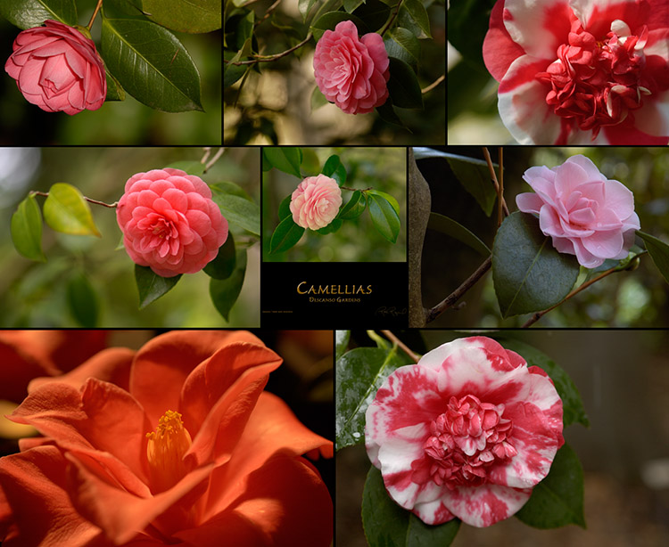 Camellias