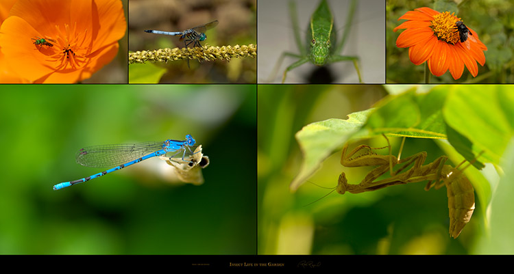 InsectLife_in_theGarden