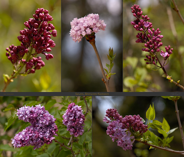 Lilacs_DescansoGardens