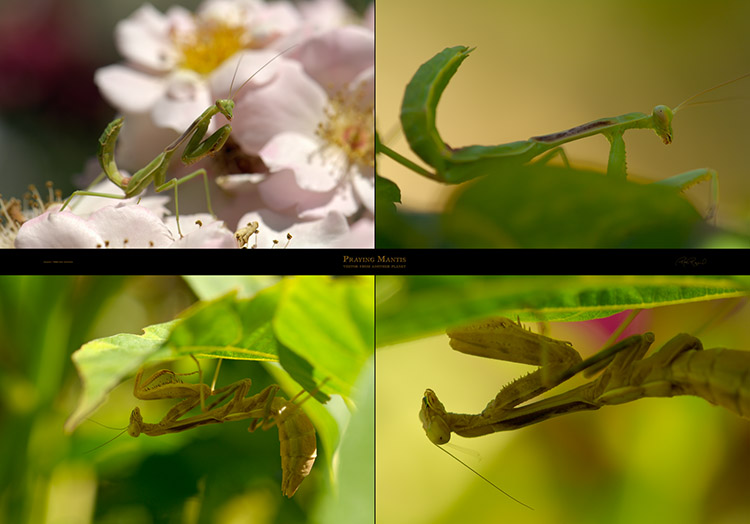 PrayingMantis PrayingMantis