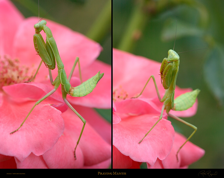 PrayingMantis_XL