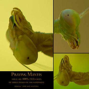 PrayingMantis_crops