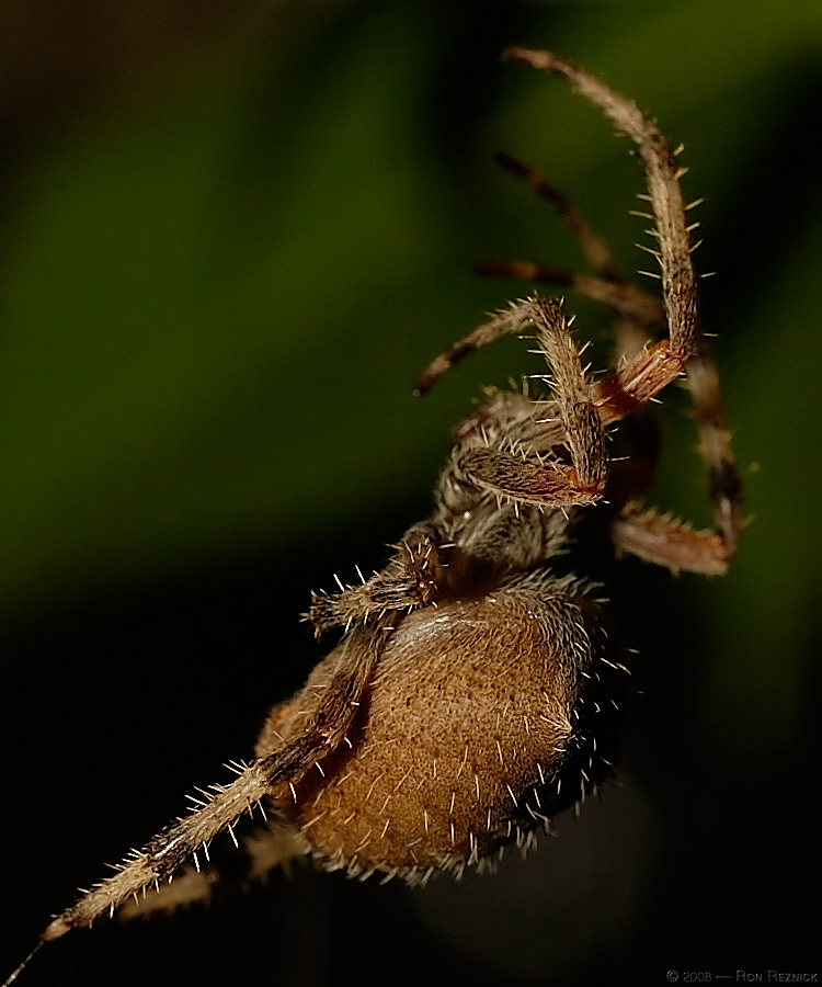 Spider_1016-1crop
