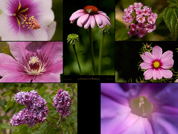 Study_inPurple