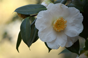 Camellia_0830