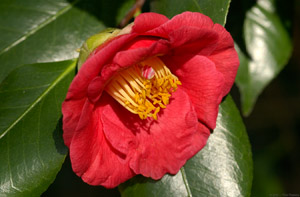 Camellia_0835