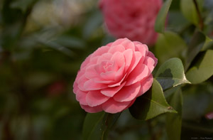 Camellia_0854