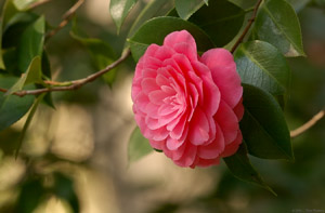 Camellia_0861