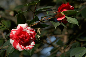 Camellia_0882