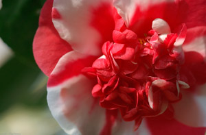 Camellia_0885