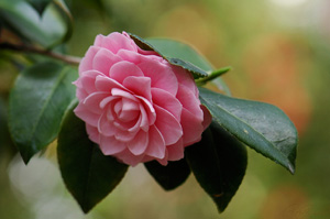 Camellia_HS0356