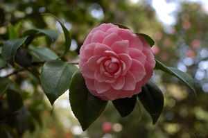 Camellia_HS0369