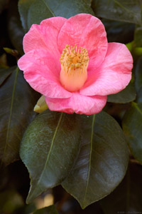 Camellia_Japonica_HS2495