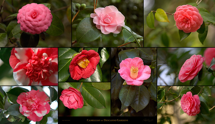 Camellias_of_DescansoGardens_SXXL