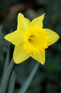 Daffodil_0738