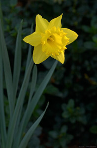 Daffodil_0745