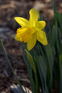 Daffodil_0815