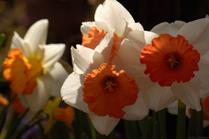 Daffodil_hybrid_HS8742
