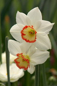 Daffodil_hybrid_HS8939