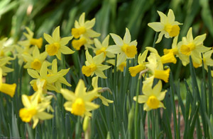 Daffodils_0733