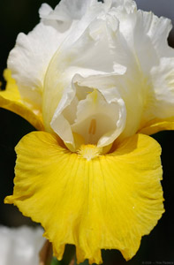 Yellow-White_Hybrid_Iris_2307