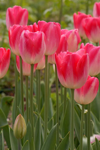 Tulips_HS8908