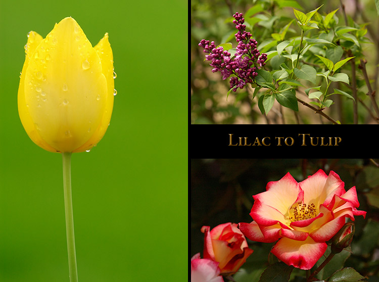 Lilac_to_Tulip