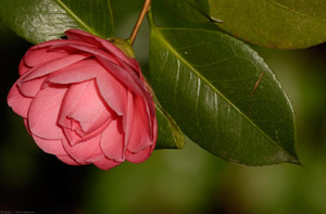 Camellia_0844