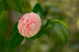 Camellia_2465