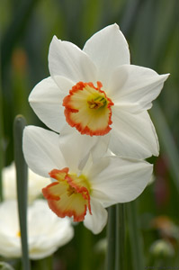 Daffodils_HS8936