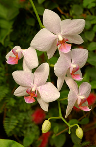 Orchids_1091