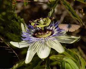 PassionFlower_Butterfly_2113