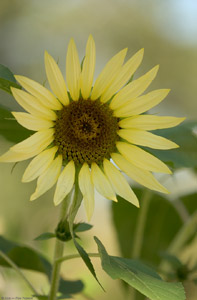 Sunflower_4581
