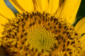 Sunflower_6801