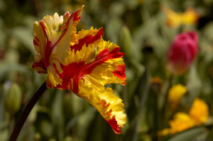 Tulips_HS9022