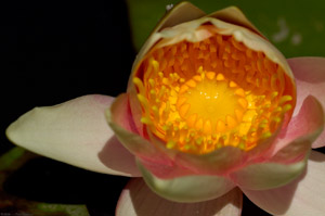 WaterLily_7042